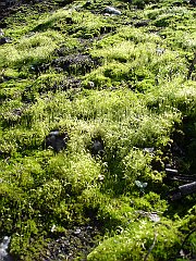 bryophyte